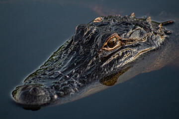 Alligator in swamp
