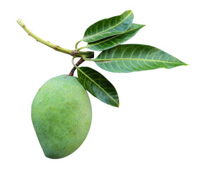 Green mango with leaf
