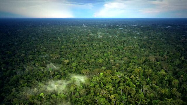 Untouched Amazon Tropical Rainforest Extends To The Horizon
