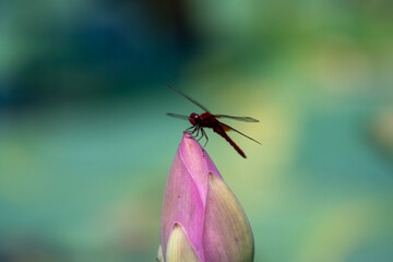 dragonfly