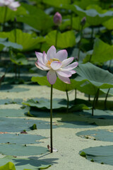 lotus