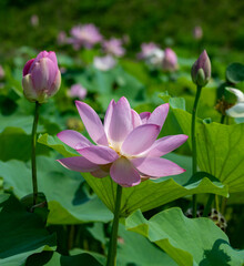 lotus