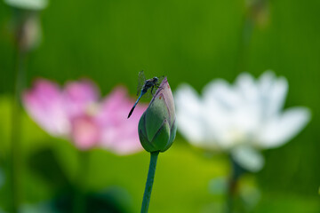 lotus dragonfly