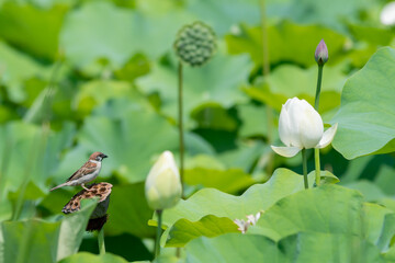 lotus bird