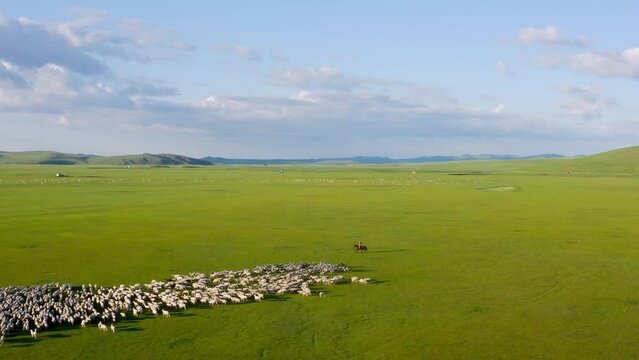 Nomadic herder on horse moves livestock cattle sheep across mongolian grassland