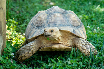 turtle on the ground