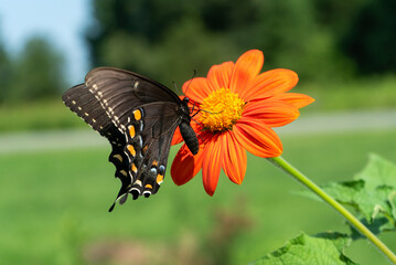 butterfly on flower