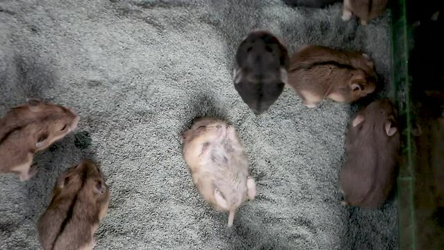 A group of Hamsters seen from above the aquarium cage