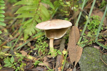 hongo en el bosque