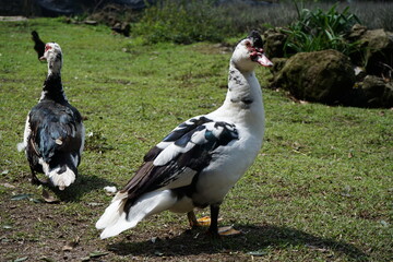 patos en pasto