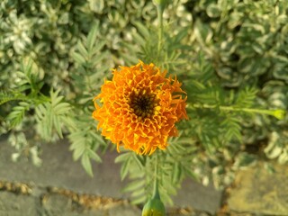 close-up of beautiful marigold flower in bloom