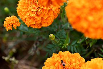 Siembra de flor de cempasúchil en México