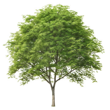 Zelkova tree isolated on a transparency background