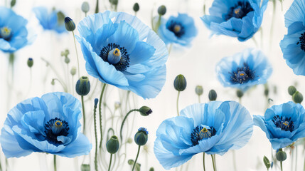 blue poppy flower. 
