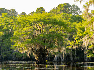 Sunny view of many bald cypress in Caddo Lake State Park