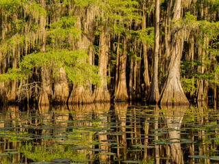Obraz premium Sunny view of many bald cypress in Caddo Lake State Park