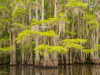 Fototapeta premium Sunny view of many bald cypress in Caddo Lake State Park