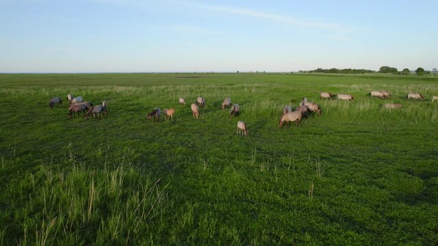 Aerial shot of wild horses and birds in Polish nature reserve Beka.