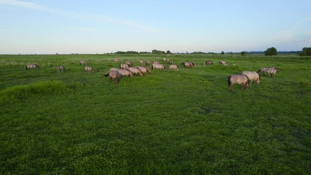 Aerial orbiting shot of a wild horses and birds in Polish nature reserve Beka.