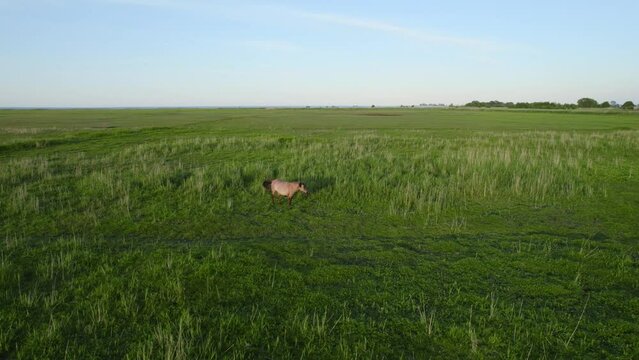 Aerial orbiting shot of a wild horse and a reveal of a pack of horses in Polish nature reserve Beka.