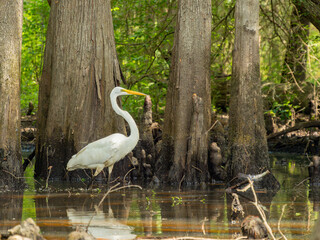 Close up shot of Great egret in Caddo Lake State Park