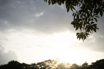 Green leaf isolated on sky background and sunbeams