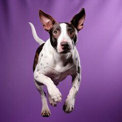 A spunky Miniature Bull Terrier bounces around in a studio with a violet pastel backdrop.