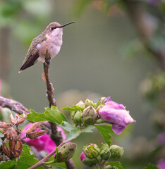 Closeup of Ruby-Throated Female Hummingbird Perched in Rose of Sharon Hibiscus Flower Tree