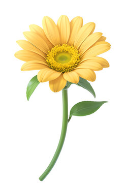 yellow flower isolated on a transparent background