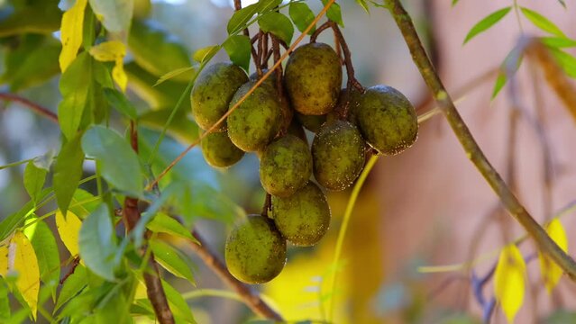 Mombins Tree Fruit