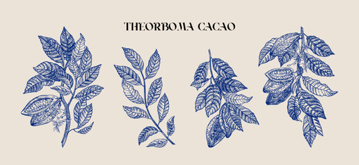 Cocoa plant set. Fruits, flowers, leaves. Engraving style. Vector vintage illustration. Blue. - 634545086