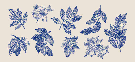 Cocoa set. Fruits, flowers, leaves. Gravure style. Blue. - 634545217
