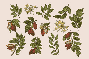 Set with cocoa plant. Fruits, leaves, flowers. Vector vintage illustration. Colorful. - 634545230