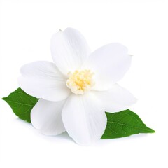 Jasmine flower isolated on white background