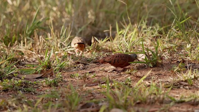 Ruddy Ground Dove