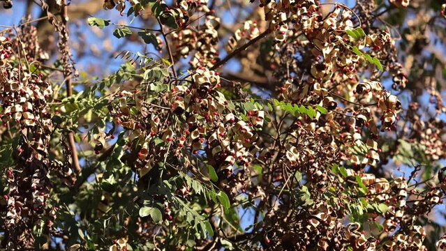Saga Tree Seeds