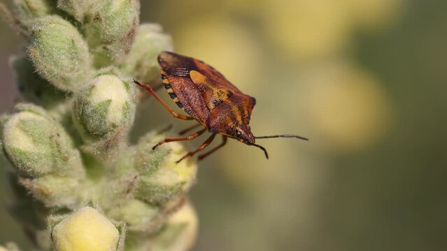 Close up shot of Halyomorpha halys - Brown marmorated stunk bug in flower in wilderness