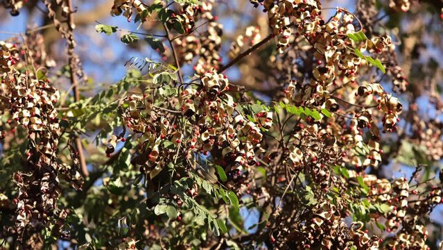 Saga Tree Seeds
