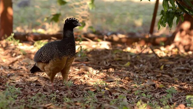Female Adult Bare-faced Curassow