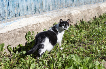 Black white cat walk in vivid green grass on a spring day