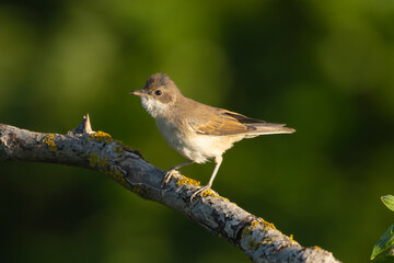 Fototapeta premium common whitethroat, greater whitethroat - Curruca communis perched at dark green background. Photo from Ognyanovo in Dobruja, Bulgaria.