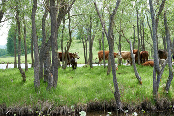 Cows grazing in a green meadow near the river in summer