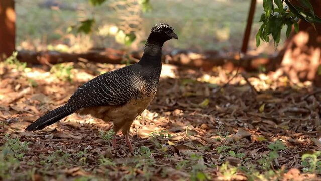 Female Adult Bare-faced Curassow