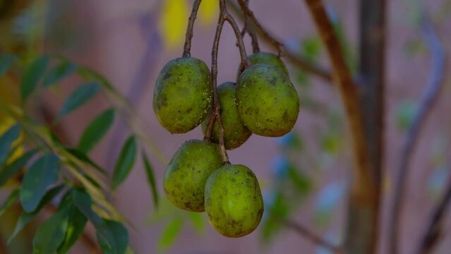 Mombins Tree Fruit