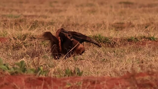 Giant Anteater Animal