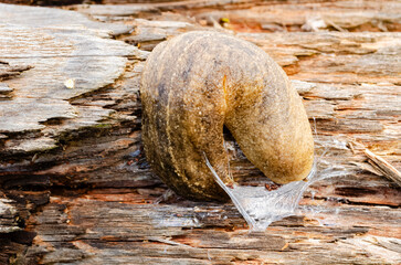 Obraz premium Slug On A Rotting Log Crawling Out Of It's Slime
