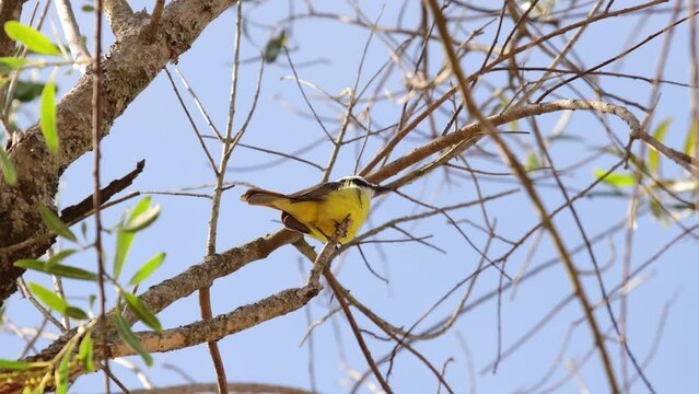 Animal Bird Great Kiskadee