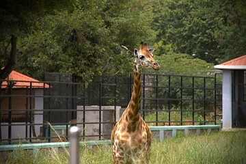 A giraffe (Northern giraffe / three-horned giraffe) eating grass in the zoo