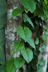 binahong leaves in tree