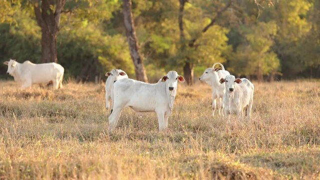 nelore cattle on dry pasture